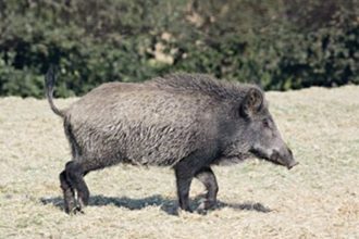 Πιστολίδι στη Στράτο Αγρινίου – Πυροβόλησε οκτώ φορές έξω από το σπίτι του!