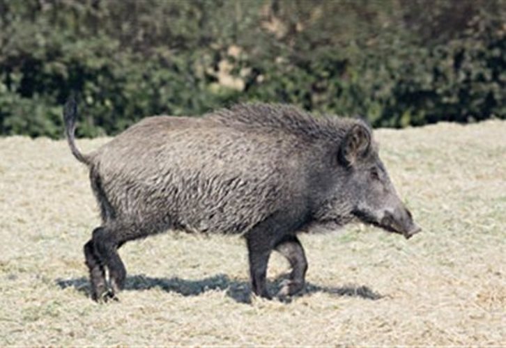 Φώφη Γεννηματά: Συναντήσεις με εκπροσώπους μικρομεσαίων επιχειρήσεων