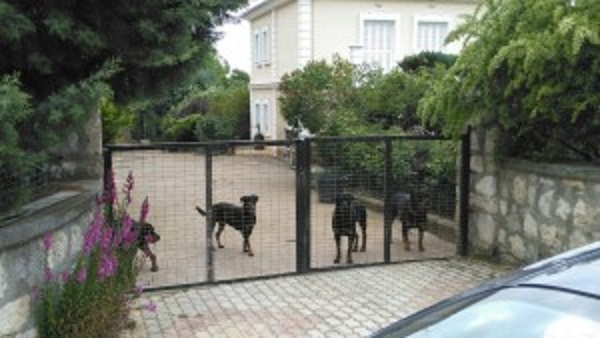 Ευθανασία στα 4 από τα ροτβάιλερ που κατασπάραξαν το 5χρονο αγοράκι το Πάσχα