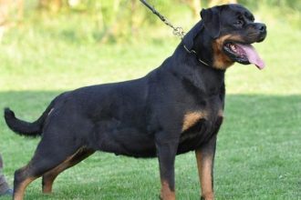 Στο νοσοκομείο κοριτσάκι μετά από επίθεση σκύλου