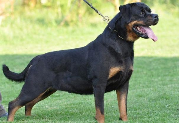 Στο νοσοκομείο κοριτσάκι μετά από επίθεση σκύλου