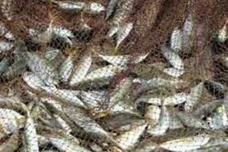 Πάτρα: Κατασχέθηκαν 110 κιλά αλιεύματα στην Ιχθυόσκαλα!