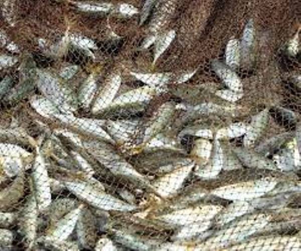 Πάτρα: Κατασχέθηκαν 110 κιλά αλιεύματα στην Ιχθυόσκαλα!