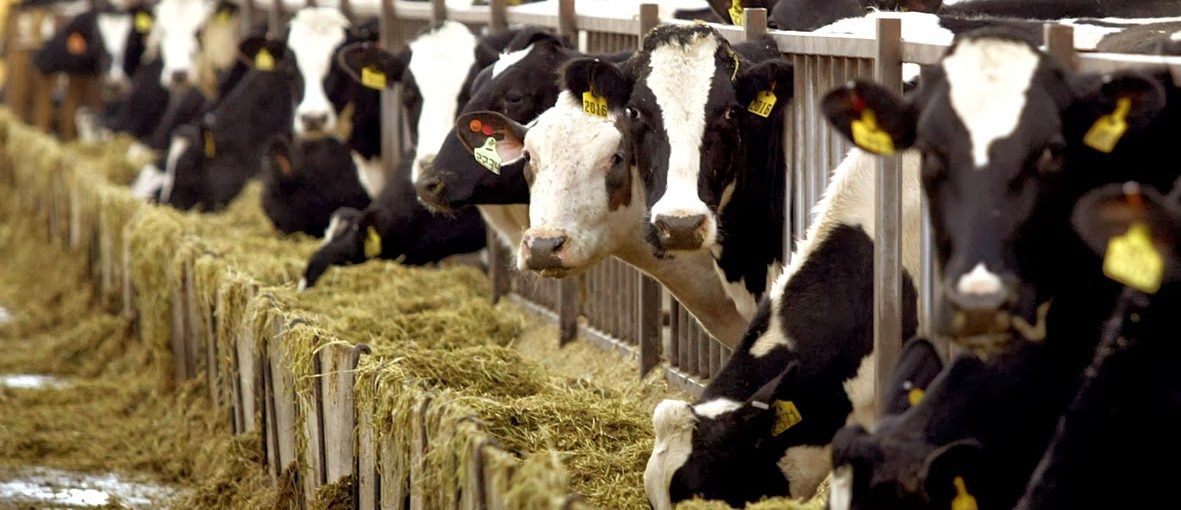 Εμφανίστηκε κρούσμα οζώδους δερματίτιδας σε εκτροφή βοοειδών στην ορεινή Αιγιάλεια – Έκτακτα μέτρα από την Περιφέρεια Δυτικής Ελλάδας