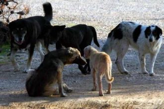 Πάτρα: Αδέσποτα επιτέθηκαν σε γυναίκα στο πρώην κολυμβητήριο της Αγυιάς