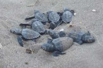Χρονιά ρεκόρ σε αριθμό καρέτα -καρέτα στη Ζακύνθο