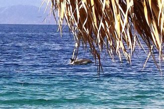 Αχαΐα: 'Παρέλαση' δελφινιών χθες σε παραλία - Κολυμπούσαν μέσα στον κόσμο! ΦΩΤΟΓΡΑΦΙΑ