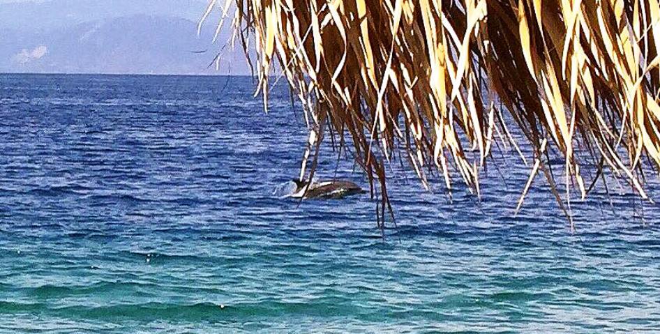 Αχαΐα: 'Παρέλαση' δελφινιών χθες σε παραλία - Κολυμπούσαν μέσα στον κόσμο! ΦΩΤΟΓΡΑΦΙΑ