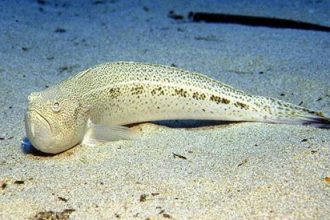 Ηλεία: Δράκαινα τσίμπησε στο λαιμό 15χρονο στη Ζαχάρω!