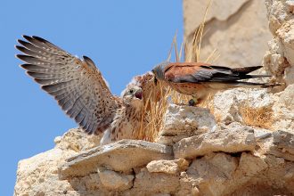 Ηλεία: Αυξάνονται τα Κιρκινέζια, έπειτα από την τοποθέτηση τεχνητών φωλιών