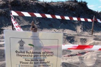 ΠΡΟΣΟΧΗ χελώνες καρέτα-καρέτα! - Έκκληση στους ασυνείδητους οδηγούς να μην κινούνται στην άμμο - Σε επιφυλακή ο Φορέας Διαχείρισης Κοτυχίου Στροφυλιάς