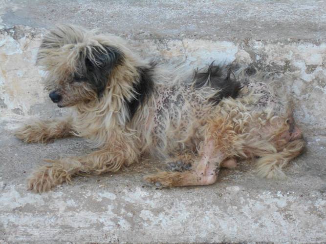 Θανατώνουν με φόλες σκυλιά στη Λακκόπετρα! Ακόμα και δεμένα σε αυλές
