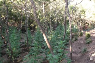 Αχαΐα: ΝΕΕΣ ΦΩΤΟΓΡΑΦΙΕΣ από τη φυτεία με 342 δενδρύλλια, μονοπάτια, δεξαμενή αλλά και... παρατηρητήριο δίπλα στο Μεγανίτη! Ιδιαίτερα επικίνδυνοι οι δράστες