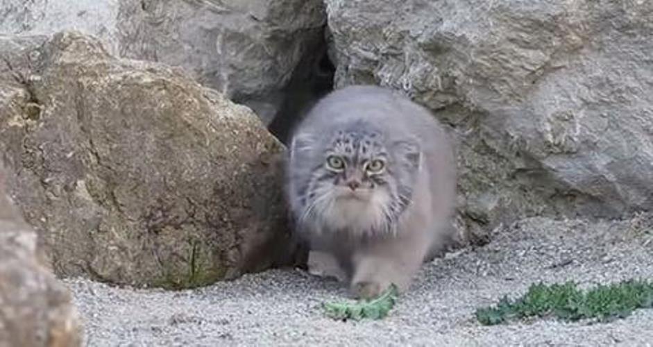 Εμφανίστηκε περίεργο αιλουροειδές στην Κρήτη - Το κυνηγούν οι κάτοικοι - BINTEO