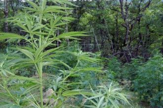 Συνελήφθη ένας ακόμη καλλιεργητής κάνναβης