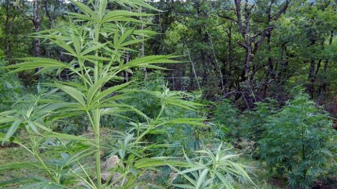 Συνελήφθη ένας ακόμη καλλιεργητής κάνναβης