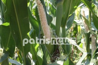 Ποντίκια κατασπάραξαν ένα στρέμμα καλαμπόκια!