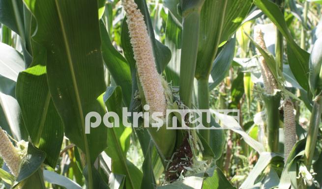 Ποντίκια κατασπάραξαν ένα στρέμμα καλαμπόκια!