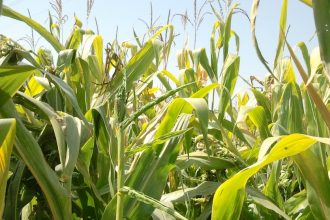 Ξεφύτρωναν οι χασισιές ανάμεσα στις καλαμποκιές!