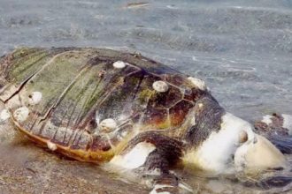 Πάτρα: Βρέθηκε νεκρή καρέτα - καρέτα στο Πόρτο Ρίο - ΔΕΙΤΕ ΒΙΝΤΕΟ