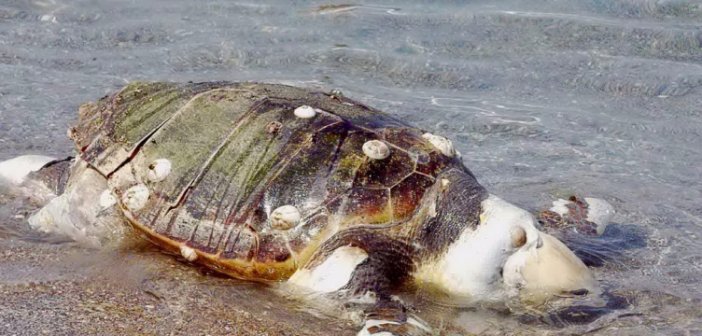 Πάτρα: Βρέθηκε νεκρή καρέτα - καρέτα στο Πόρτο Ρίο - ΔΕΙΤΕ ΒΙΝΤΕΟ