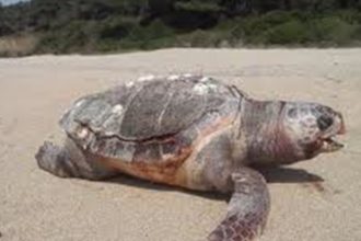 Αυξάνονται τα περιστατικά με τις νεκρές Καρέτα - Καρέτα - ΔΕΙΤΕ ένα συγκλονιστικό ΒΙΝΤΕΟ!