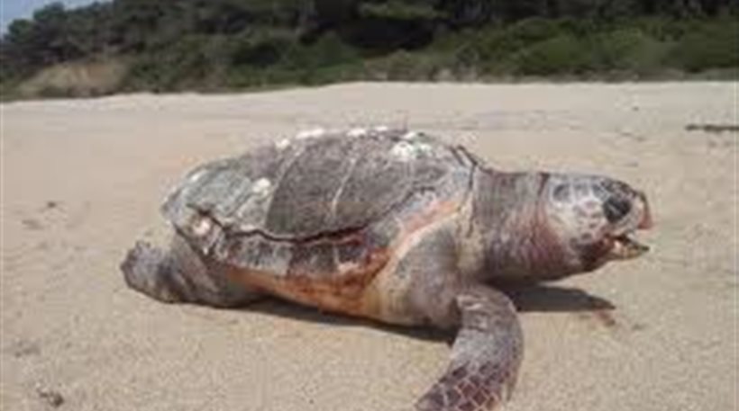 Διάσωση χελώνας καρέτα - καρέτα στο Διόνι - ΦΩΤΟΓΡΑΦΙΕΣ