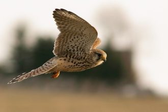 Μπήκαν οι τεχνητές φωλιές για Κιρκινέζια – Αύξηση του πληθυσμού του σπάνιου πουλιού!