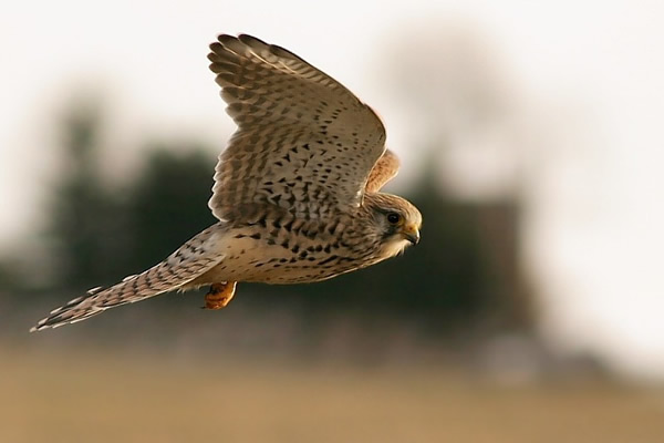Μπήκαν οι τεχνητές φωλιές για Κιρκινέζια – Αύξηση του πληθυσμού του σπάνιου πουλιού!