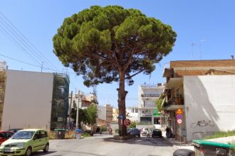 Οικολογική Κίνηση Πάτρας: Σώστε την κουκουναριά της Αρόης - Να μην κοπεί