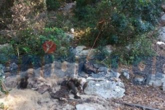 ΦΡΙΚΗ! Έδεσαν σκύλο σε δέντρο και τον άφησαν να πεθάνει! ΦΩΤΟΓΡΑΦΙΕΣ