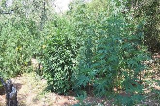 Τετρακόσια δενδρύλλια κάνναβης εντοπίστηκαν στη Μεγαλόπολη