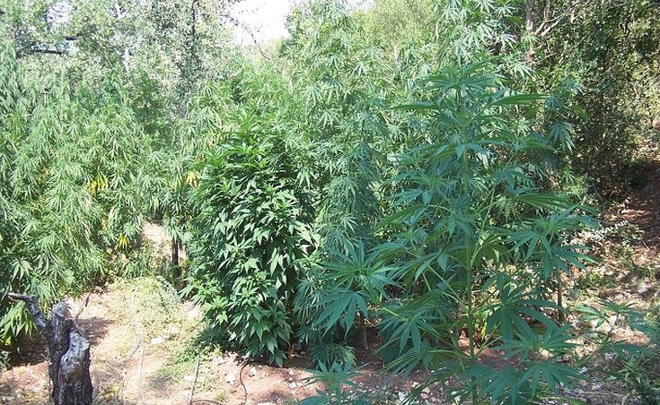 Τετρακόσια δενδρύλλια κάνναβης εντοπίστηκαν στη Μεγαλόπολη