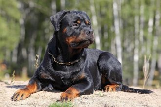 Χειρουργήθηκε το 20 μηνών κοριτσάκι που δέχθηκε επίθεση από ροτβάιλερ