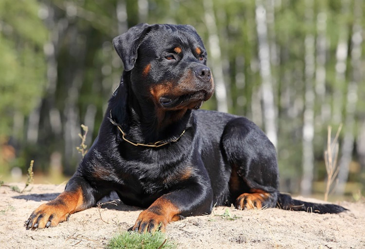 Χειρουργήθηκε το 20 μηνών κοριτσάκι που δέχθηκε επίθεση από ροτβάιλερ