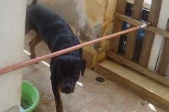 Η άγνωστη αλήθεια της επίθεσης ροτβάιλερ σε μωρό 20 μηνών - Αγωνία για το μάτι της μικρής!