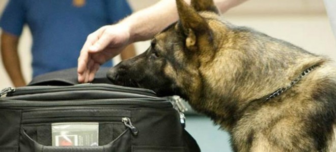 "Προσλαμβάνουν" σκύλους για να...μυρίζουν χρήματα σε αεροδρόμια- λιμάνια