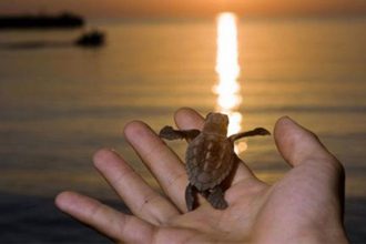 Τα πρώτα χελωνάκια του 2016 κολυμπάνε στα νερά της Κρήτης
