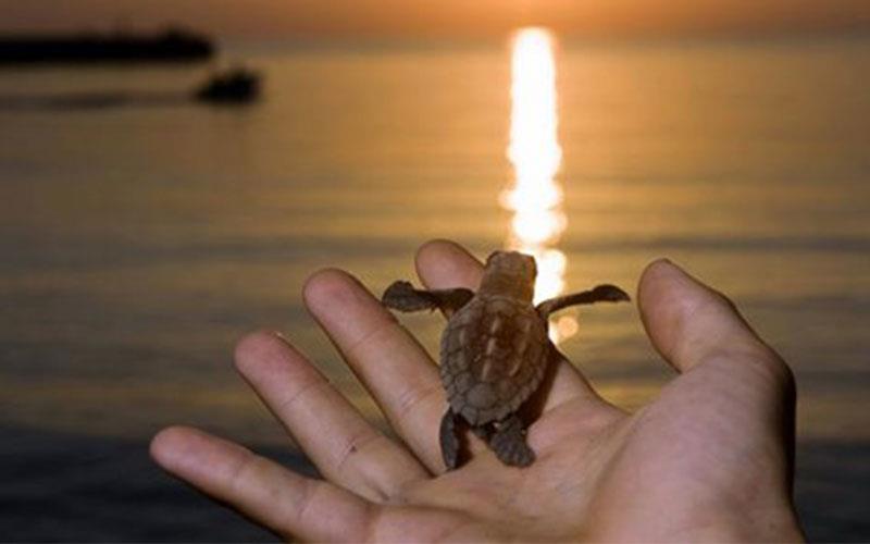 Τα πρώτα χελωνάκια του 2016 κολυμπάνε στα νερά της Κρήτης