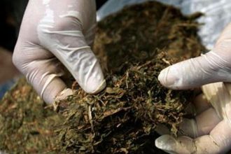 Καλαμάτα: Συνέλαβαν 52χρονο που καλλιεργούσε 150 δενδρύλλια κάνναβης στην αυλή του