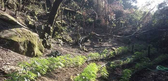 Το πρωί της Δευτέρας στον Ανακριτή Αγρινίου ο 29χρονος χασισοκαλλιεργητής της Κερασιάς