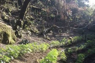 Αγρίνιο: Συνελήφθη και ο δεύτερος χασισοκαλλιεργητής της Κερασιάς