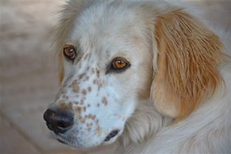 Σκότωσαν και έγδαραν σκύλους στο Αγρίνιο - Αλεπάλληλα είναι τα κρούσματα άγριας κακοποίησης ζώων