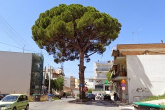 Η κουκουναριά της Αρόης ενώνει τους Πατρινούς - Ξεπέρασαν τις 1.000 οι ηλεκτρονικές υπογραφές για τη σωτηρία της