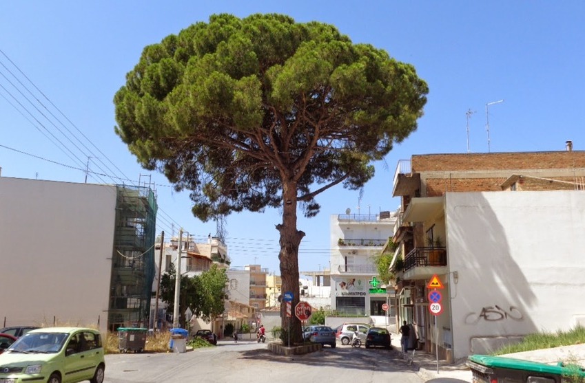 Η κουκουναριά της Αρόης ενώνει τους Πατρινούς - Ξεπέρασαν τις 1.000 οι ηλεκτρονικές υπογραφές για τη σωτηρία της