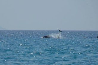 Ο θεαματικός "χορός" των... δελφινιών σε παραλία της Δυτικής Ελλάδας - ΦΩΤΟΓΡΑΦΙΕΣ