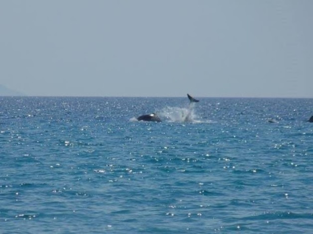 Ο θεαματικός "χορός" των... δελφινιών σε παραλία της Δυτικής Ελλάδας - ΦΩΤΟΓΡΑΦΙΕΣ