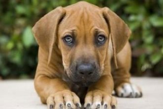 Είχε δέσει με σκοινί απο τον κοτσαδόρο ένα σκυλί και το... έσερνε - Συνελήφθη 63χρονος στο Αγρίνιο