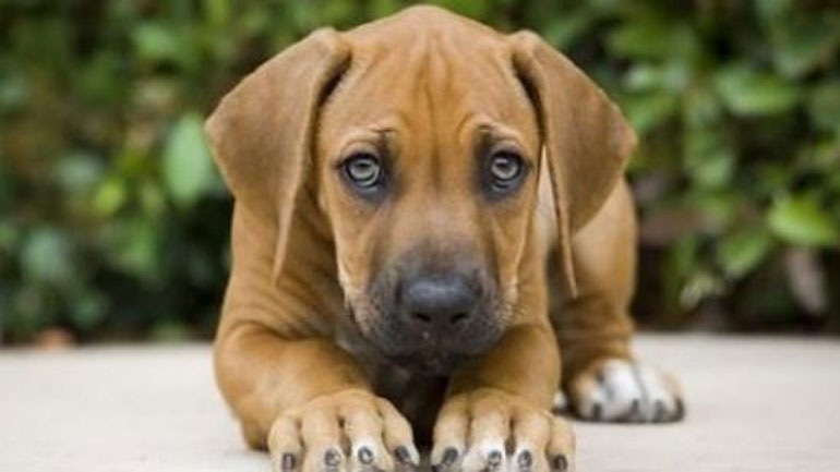 Είχε δέσει με σκοινί απο τον κοτσαδόρο ένα σκυλί και το... έσερνε - Συνελήφθη 63χρονος στο Αγρίνιο