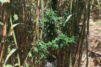 Κατάσχεση δενδρυλλίων κάνναβης στη Νάξο